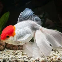 گلدفیش کالیکو بوفالو و ردکپ