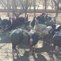 بوقلمون طبیعی نر|حیوانات مزرعه|اهر, |دیوار