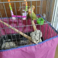 یه جفت کوتوله