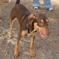 واگذاری سگ نگهبان|سگ|مشهد, پنجتن|دیوار