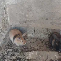 خرگوش لوپ نر و ماده
