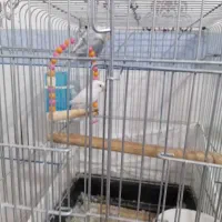 فروش راهب گرینچیک عروس هلندی کوتوله|پرنده|زرند, |دیوار