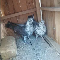 کبوتر سوسکی