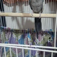 عروس هلندی|پرنده|قزوین, |دیوار