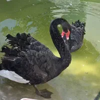 قوی کمیاب مشکی جفت ۵ساله