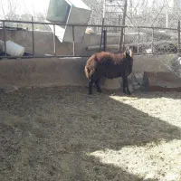 قوچ همو وبره نرهمووماده هترو|حیوانات مزرعه|قوچان, |دیوار