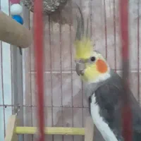 عروس هلندی سخنگو