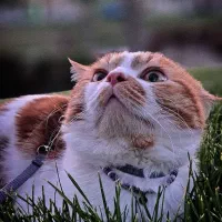 گربه میکس پرشین دی اس اچ|گربه|زنجان, |دیوار