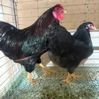 ۱ جفت مرغ و خروس ویاندوت تخم‌گزار /بلو بلک رد