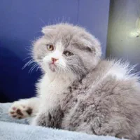 پیشی های کیوت میوت|گربه|بندرعباس, |دیوار