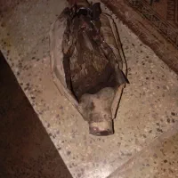 کاتالیزور قدیمی داخل فلزی کاملKEM|قطعات یدکی و لوازم جانبی|گرگان, |دیوار