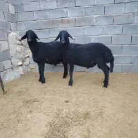 بره قوچ همو و هترو