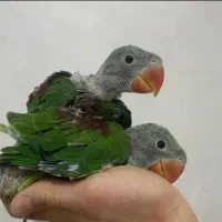 طوطی ملنگو باشاه طوطی رو تخم جوجه