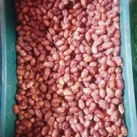 خرما زدکلگی درجه یک