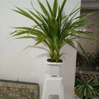 گلگیاه|گل و گیاه طبیعی|کرمانشاه, |دیوار