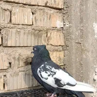 کبوتر سینه سیاه|پرنده|مرودشت, تخت جمشید|دیوار