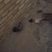 مرغ گلین|حیوانات مزرعه|شیروان (لرستان), |دیوار