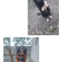 سگ قدر جانی و سگ ژرمن جفت نر