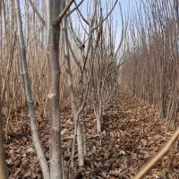 نهال گردو ژنوتیپ کانادایی