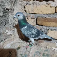 کفتر یا کبوتر