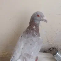 کبوتر 2 رگ|پرنده|سبزوار, طبرسی (جعفرآباد)|دیوار