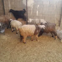 گوسفند زنده|حیوانات مزرعه|شیراز, کفترک|دیوار