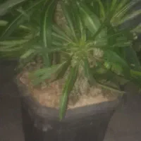 فروش گل و گیاه به قیمت