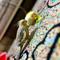 عروس ماده