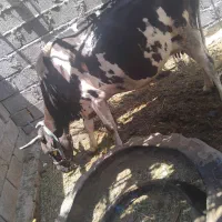 گاو گوساله ماده