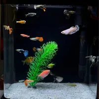 آکواریوم شرکتی به همراه ماهی