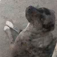 سگ نگهبان