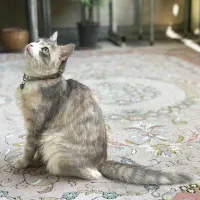 گربه ماده گمشده|حیوانات|رشت, خمیران زاهدان|دیوار