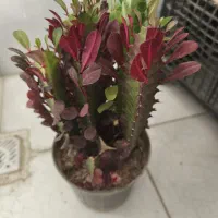 افوربیا دو رنگ|گل و گیاه طبیعی|ری, هاشم‌آباد|دیوار