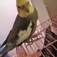 عروس هلندی نر و ماده