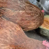 مرغ محلی|حیوانات مزرعه|ماهدشت, |دیوار