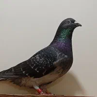 کبوتر ماده کمیاب با 10پیرینت کوتاه تا بلند