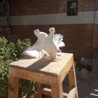 دمچتری با جوجه