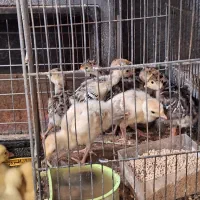 جوجه قوغاز و بوقلمون|حیوانات مزرعه|ساوه, |دیوار