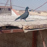 ۲۵۰ ماده کلاغ