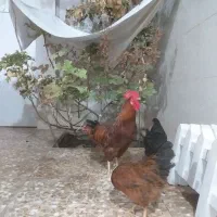 مرغ و خروس هلندی
