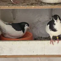 یک جفت کبوتر خوشرنگ