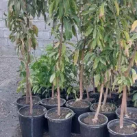 نهال انبه اصلاح شده|خدمات باغبانی و درختکاری|کهنوج, |دیوار