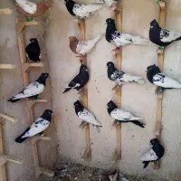سینه کله پرشی هوای