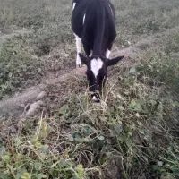 گاو المانی گوسفند گاومیش بز