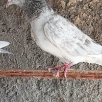 چندتاکبوترخوب|پرنده|بندرعباس, |دیوار