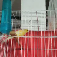 قناری کاکلی پرتقالی|پرنده|مشهد, شهید معقول|دیوار