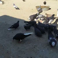 تعداد کبوتر