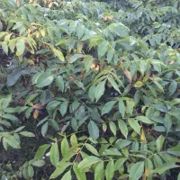 گردو چندلرو فرنورپیوندی|گل و گیاه طبیعی|خان ببین, |دیوار