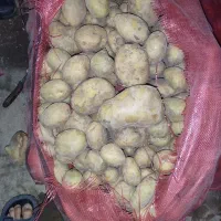 سیب خاکی سی تن