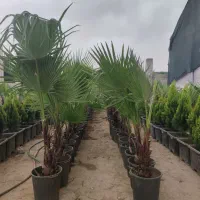 پالم واشنگتن ،فوتونیا ،کامیس نوکدار.نشاء گوجه